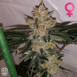 Cannarado Genetics - Peanut Sundae