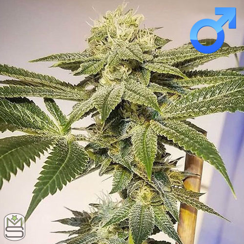 Cannarado Roasted Garlic Margy Manchester Seed Bank & Head