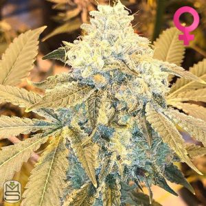 Cannarado Genetics - Sundae Strudel