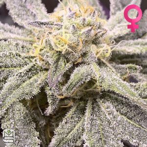 Cannarado Genetics - Sundae Sunset