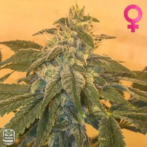 Cannarado Genetics – Sweet Bread
