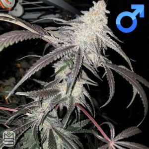 Capulator - Orange Cookie MAC