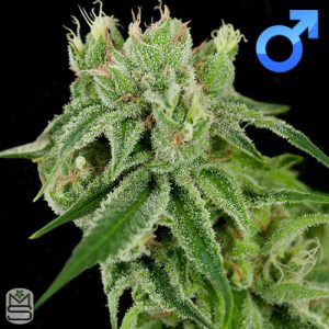 Crockett Family Farms - Banana Split