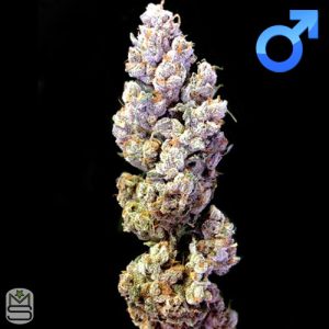 Crockett Family Farms - Crockett's Sour Tangie
