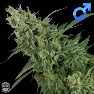 Crockett Family Farms - Double Tangie Banana