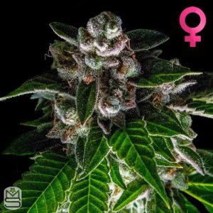 DNA Genetics Bakers Delight