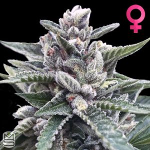 DNA Genetics Kosher Sorbet