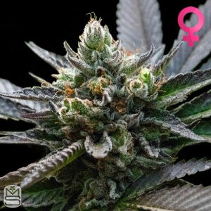 DNA Genetics LA-Sorbet