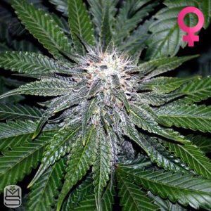 DNA Genetics OG LA Affie