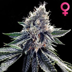 DNA Genetics Sour Kosher