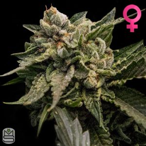 DNA Genetics Strawberry Sorbet