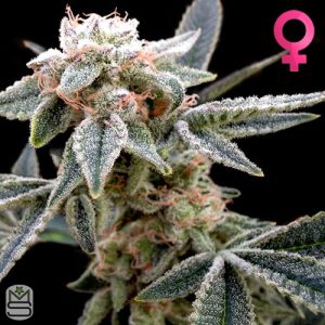 DNA Genetics White Alien