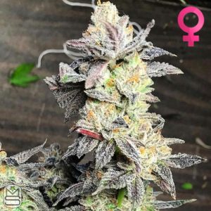 Dank Genetics - Key Lime Sauce
