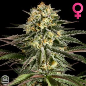 Dinafem Seeds - Kush 'N' Cheese