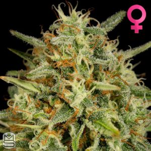 Dinafem Seeds - Strawberry Amnesia