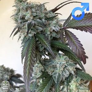 Dirty Water Organic Seeds - East Coast Sour Dawgz
