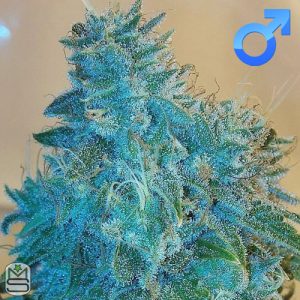 Dirty Water Organic Seeds - Grape Slammer