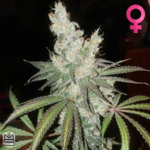 Dirty Water Organic Seeds - Green Monstar