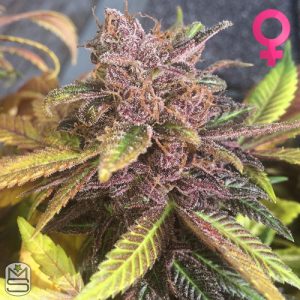 Dirty Water Organic Seeds - Kookie MOB