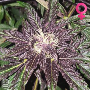 Dirty Water Organic Seeds - Kookiez91