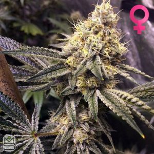 Dirty Water Organic Seeds - Pink Monster