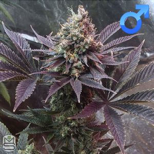 Dirty Water Organic Seeds - Platinum Banana Dawg