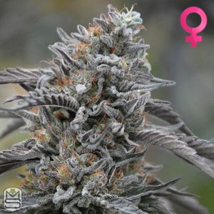 Humboldt Seed Organisation - Black D.O.G.