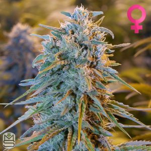 Humboldt Seed Organisation - Blue Dream