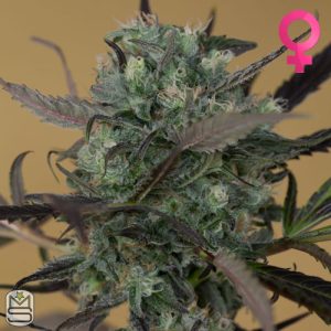 Humboldt Seed Organisation - ChemDawg