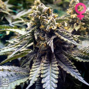Humboldt Seed Organisation - Chocolate Mint OG
