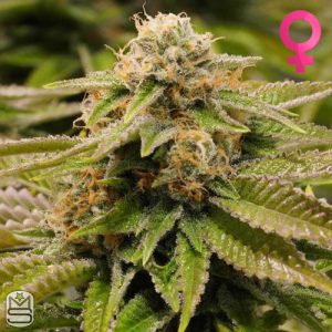 Humboldt Seed Organisation - Gorilla Breath
