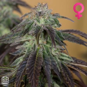 Humboldt Seed Organisation - OG Kush