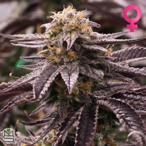 Humboldt Seed Organisation - OGKZ