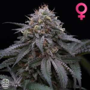 Humboldt Seed Organisation - Sugar Breath