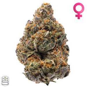 Humboldt Seed Organisation - The New