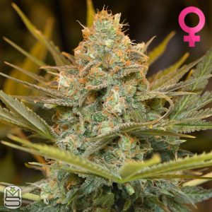 Humboldt Seed Organisation - Three Blue Kings