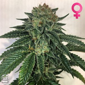 Mosca Seeds – Blotto OGK