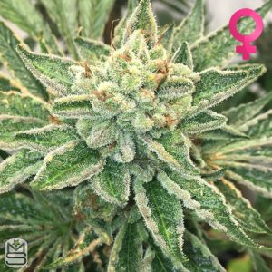 Mosca Seeds - Helio OGK