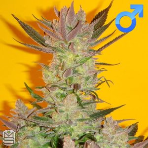 Mosca Seeds - Old Time Moonshine