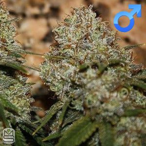 Mota Rebel Genetics - Juana CBD