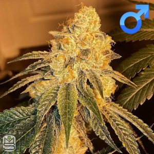 Mota Rebel Genetics - Swamp Gas