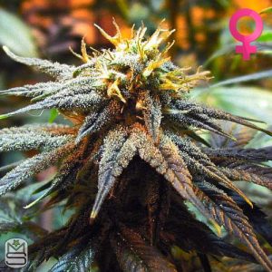 Nirvana Seeds - Mango Skunk