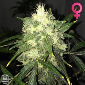 Nirvana Seeds - OG Kush