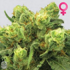 Nirvana Seeds - Pre-99 Big Bud