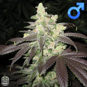 OG Raskal Seeds - Fire Alien Romulan