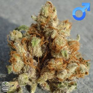 OG Raskal Seeds - Fire Alien Urkel