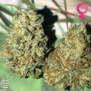 Oni Seed Co - Poochie's Papaya