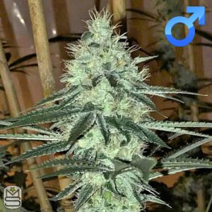 Oni Seed Co - Tropbreath