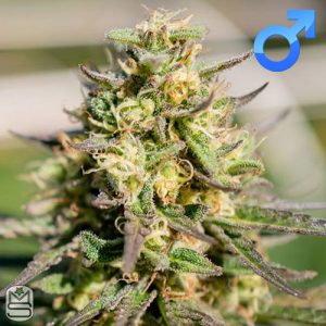 Platinum Seeds (Terp Hogz) - Pellezino
