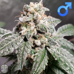 Raw Genetics - Melon Mints